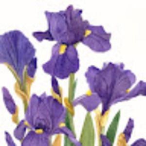 Meet your Posher, Iris